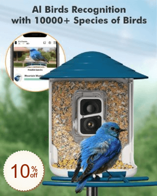 Dzees Discount Coupon Code